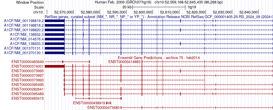 gene isoform structure of A1CF