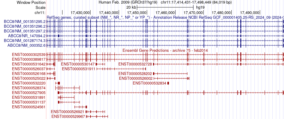gene isoform structure of ABCC8