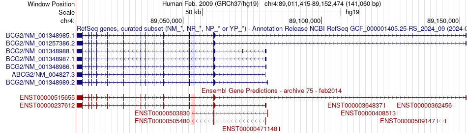 gene isoform structure of ABCG2
