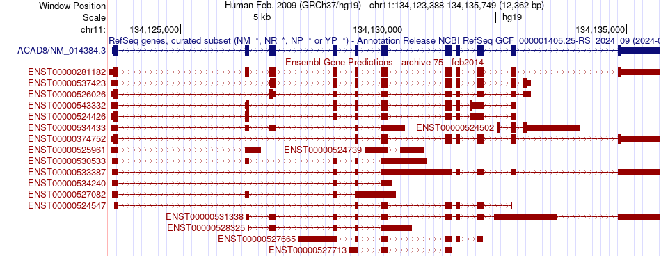 gene isoform structure of ACAD8