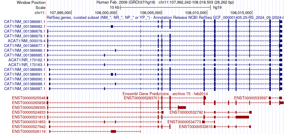 gene isoform structure of ACAT1