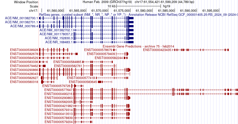 gene isoform structure of ACE