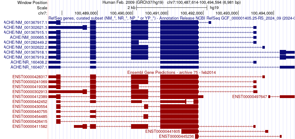 gene isoform structure of ACHE