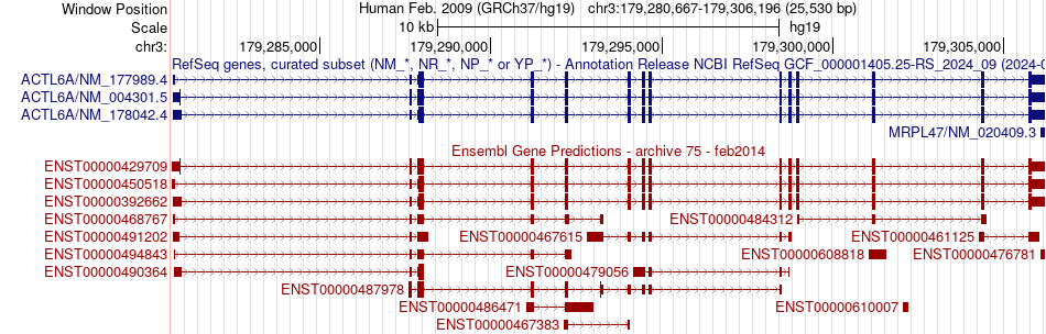 gene isoform structure of ACTL6A
