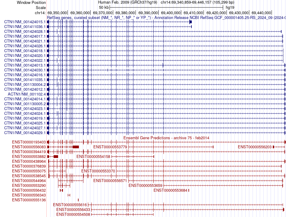 gene isoform structure of ACTN1