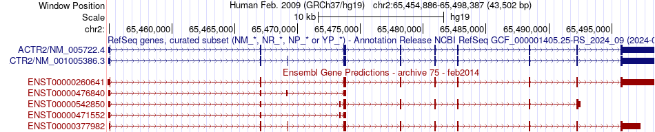 gene isoform structure of ACTR2