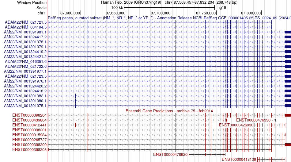 gene isoform structure of ADAM22
