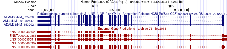 gene isoform structure of ADAM33
