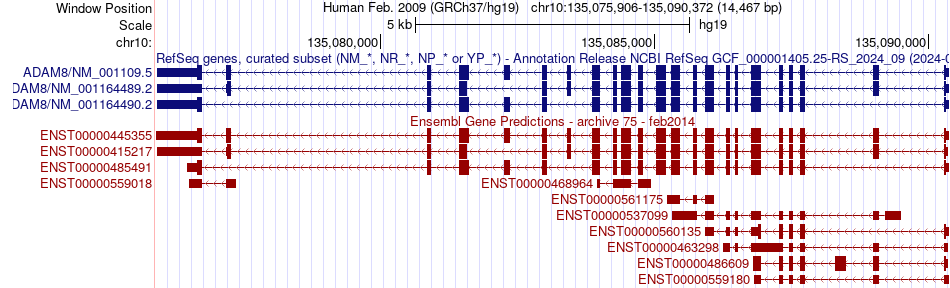 gene isoform structure of ADAM8