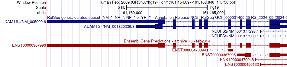 gene isoform structure of ADAMTS4