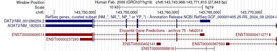 gene isoform structure of ADAT2