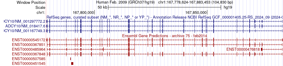 gene isoform structure of ADCY10