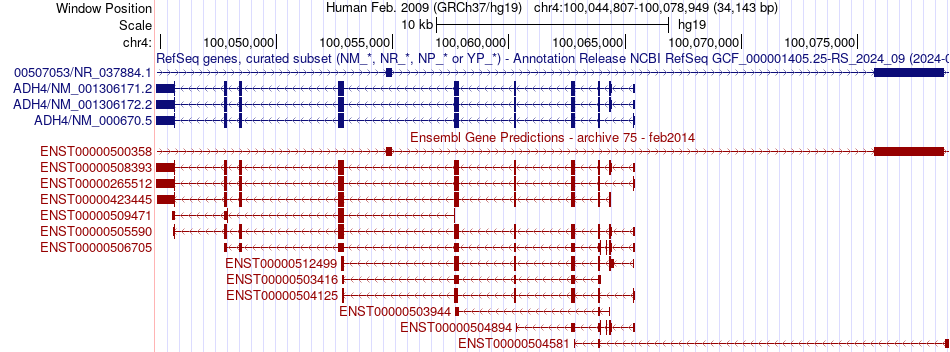 gene isoform structure of ADH4