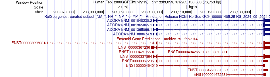 gene isoform structure of ADORA1