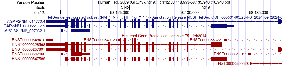 gene isoform structure of AGAP2
