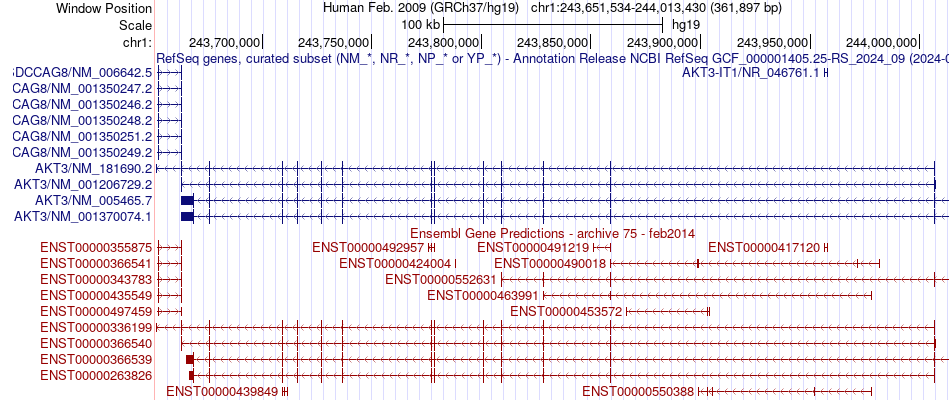 gene isoform structure of AKT3
