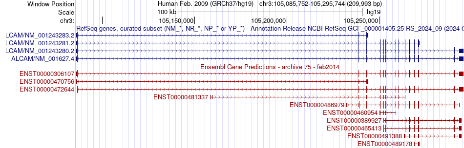 gene isoform structure of ALCAM