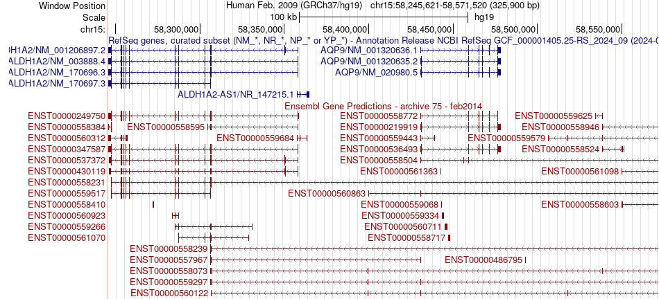 gene isoform structure of ALDH1A2