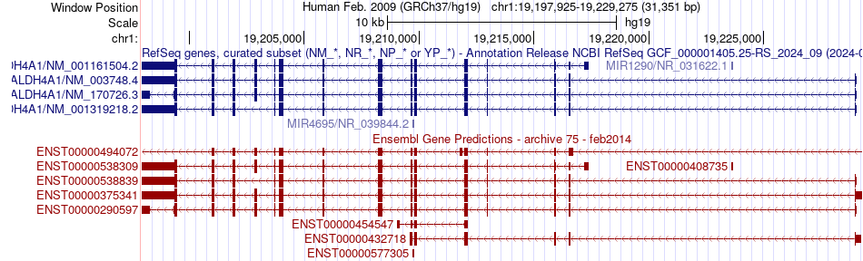 gene isoform structure of ALDH4A1