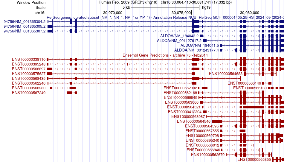 gene isoform structure of ALDOA