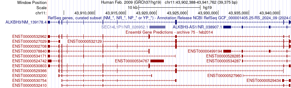gene isoform structure of ALKBH3