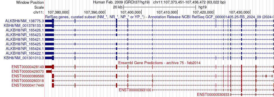 gene isoform structure of ALKBH8