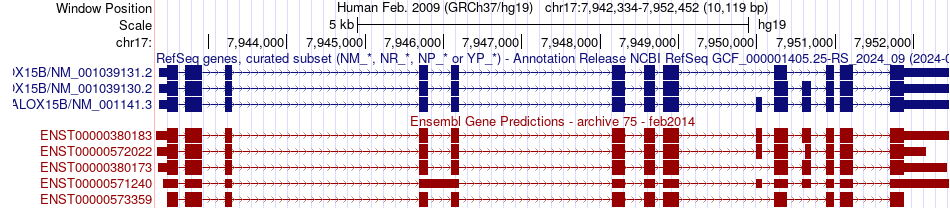 gene isoform structure of ALOX15B