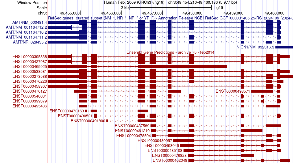 gene isoform structure of AMT