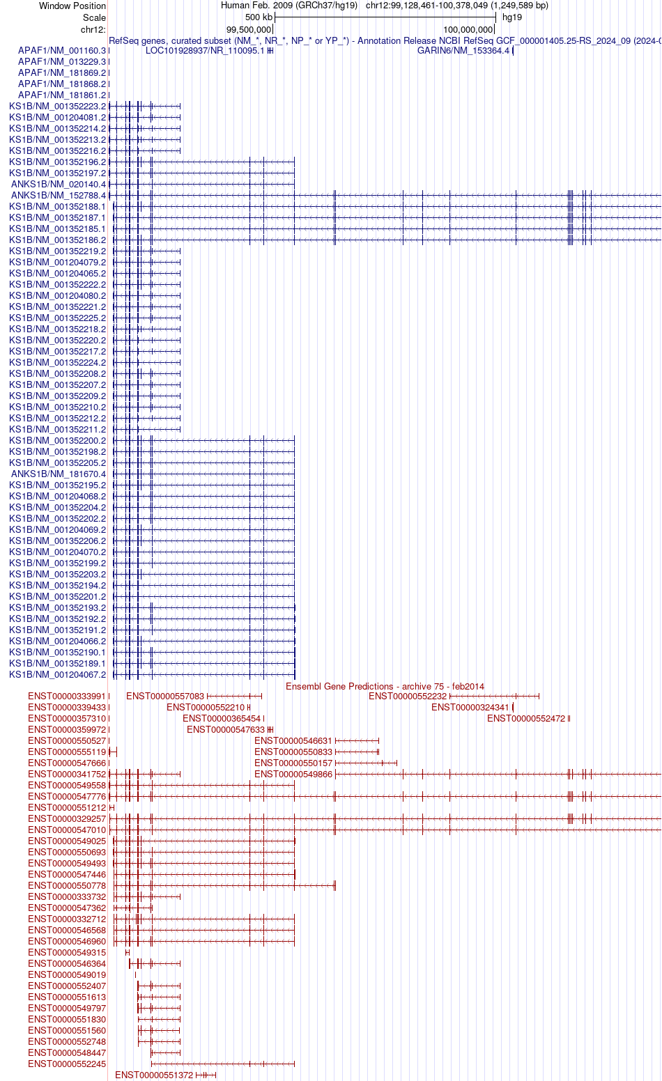 gene isoform structure of ANKS1B