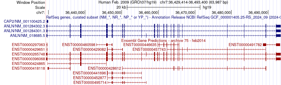 gene isoform structure of ANLN