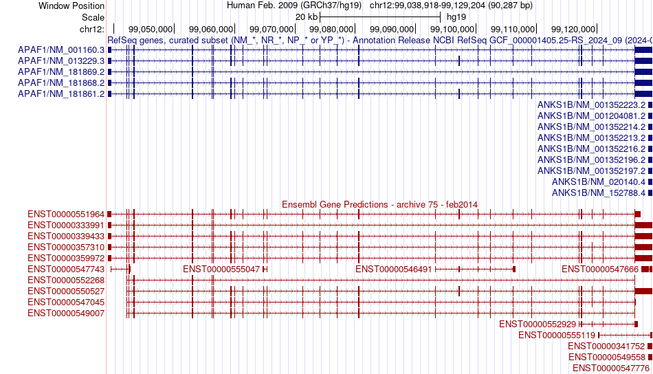 gene isoform structure of APAF1