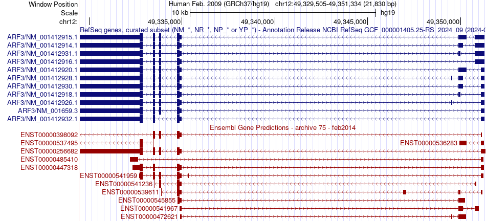 gene isoform structure of ARF3
