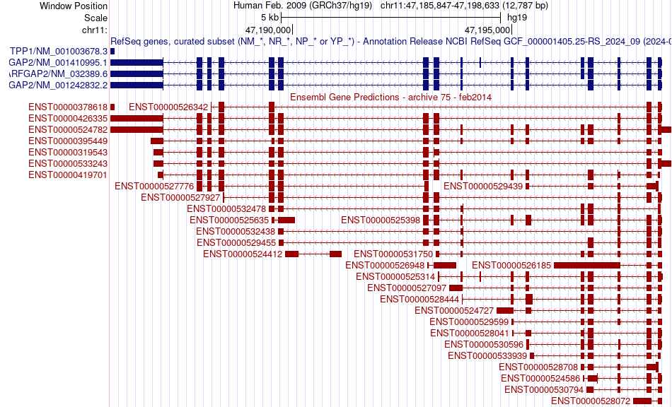 gene isoform structure of ARFGAP2