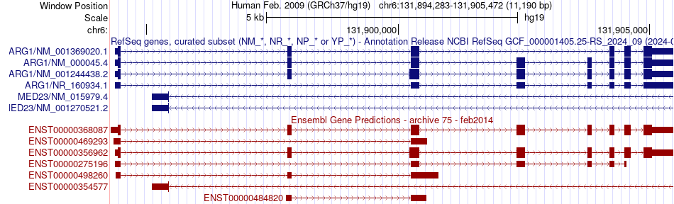 gene isoform structure of ARG1