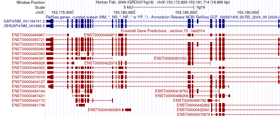 gene isoform structure of ARHGAP4