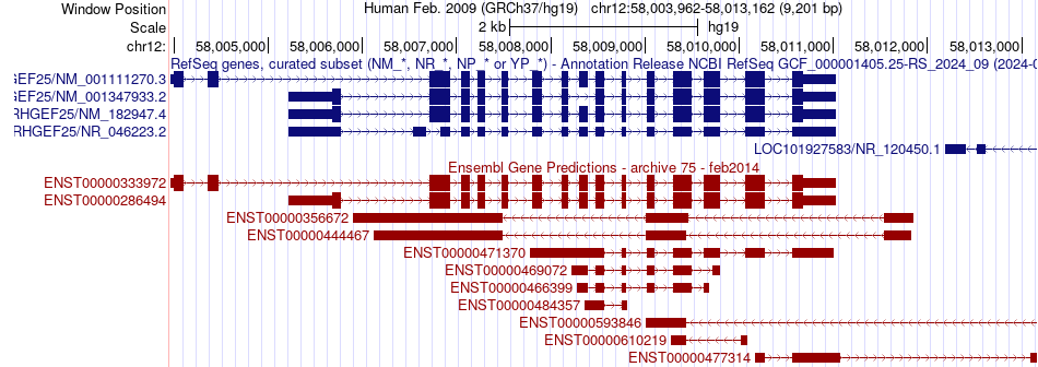 gene isoform structure of ARHGEF25