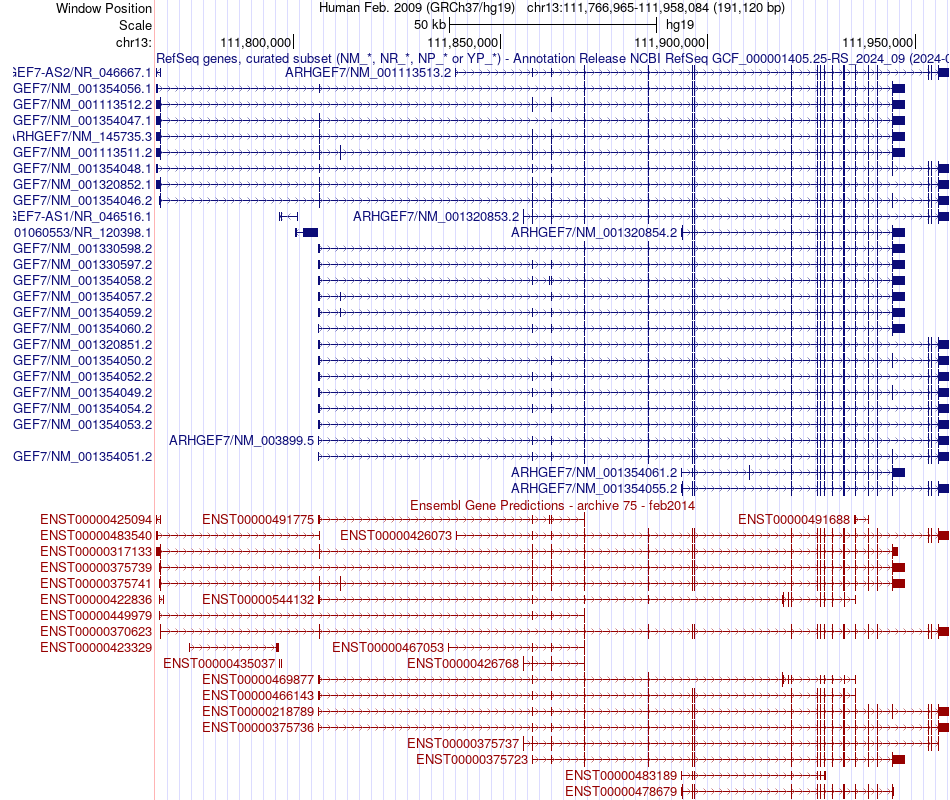 gene isoform structure of ARHGEF7