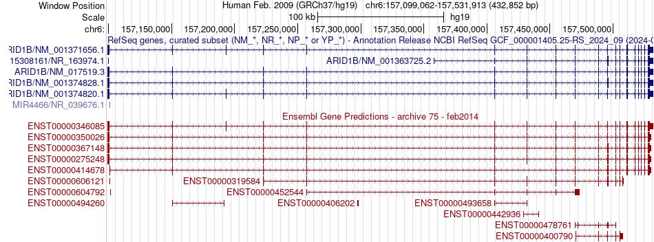 gene isoform structure of ARID1B