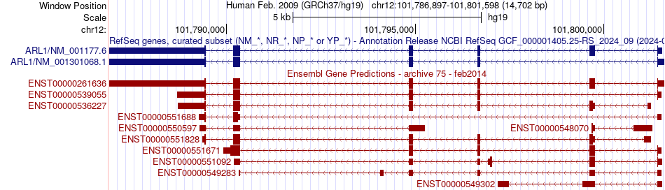 gene isoform structure of ARL1