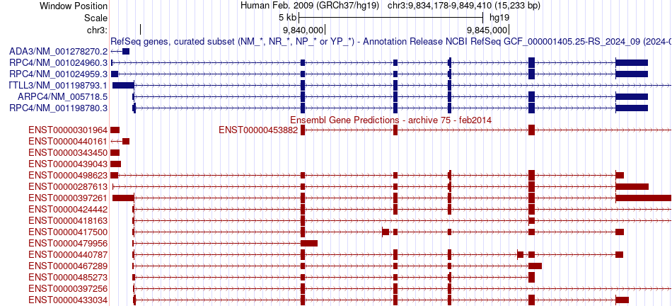 gene isoform structure of ARPC4