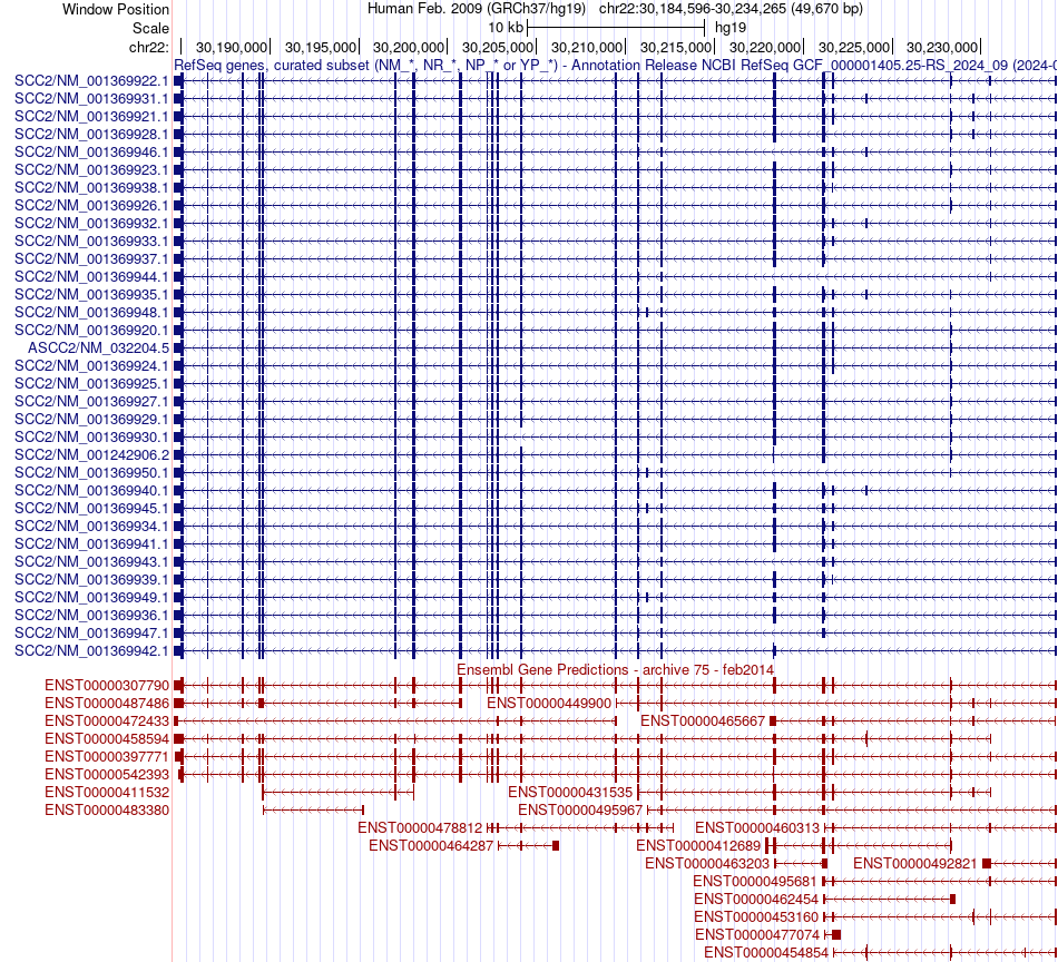 gene isoform structure of ASCC2