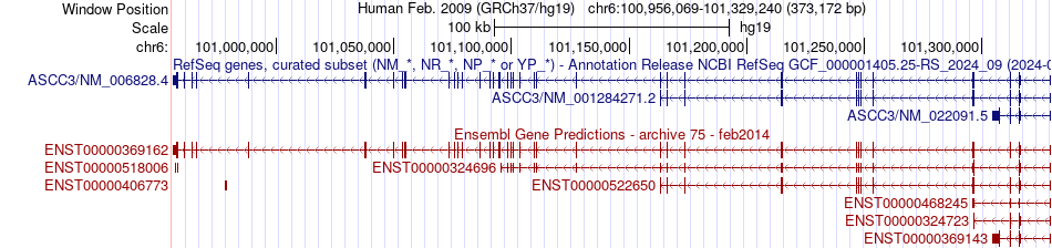 gene isoform structure of ASCC3