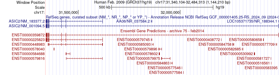 gene isoform structure of ASIC2