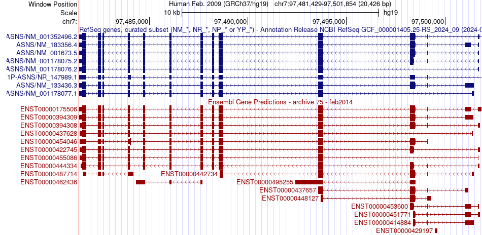 gene isoform structure of ASNS