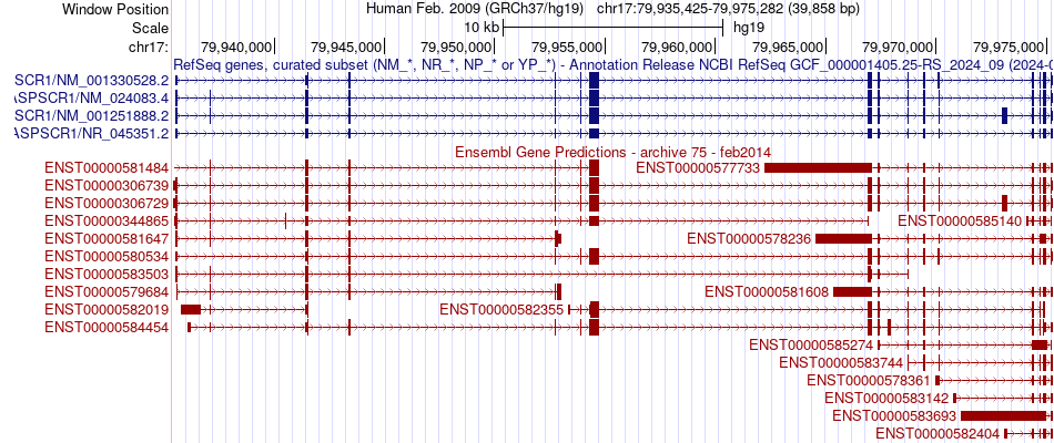 gene isoform structure of ASPSCR1