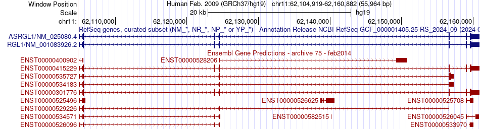 gene isoform structure of ASRGL1