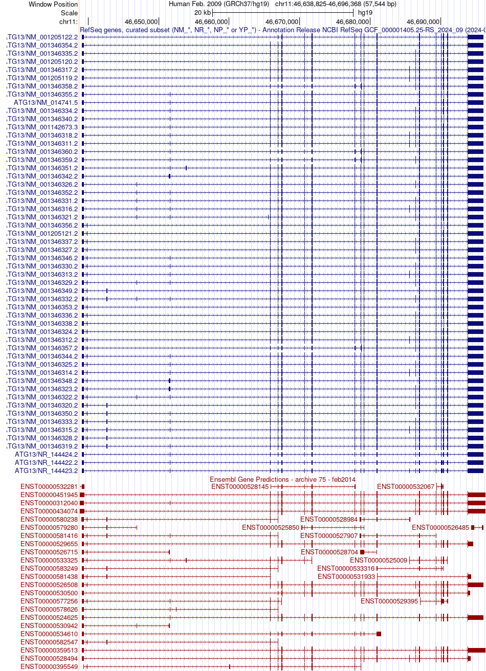 gene isoform structure of ATG13