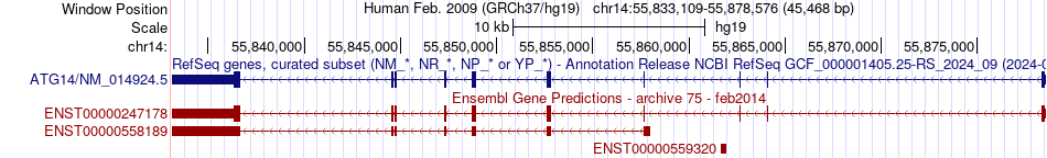 gene isoform structure of ATG14