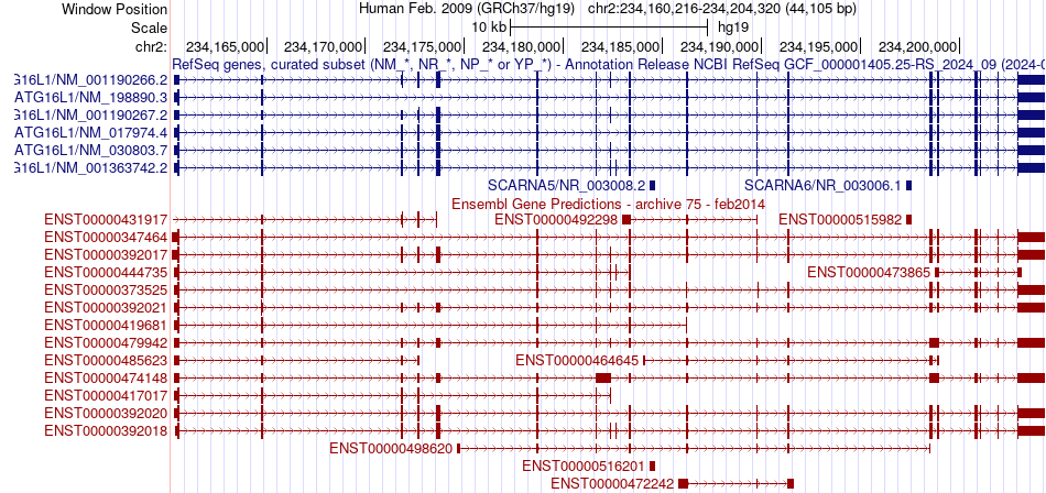gene isoform structure of ATG16L1
