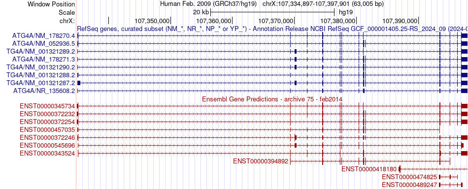 gene isoform structure of ATG4A